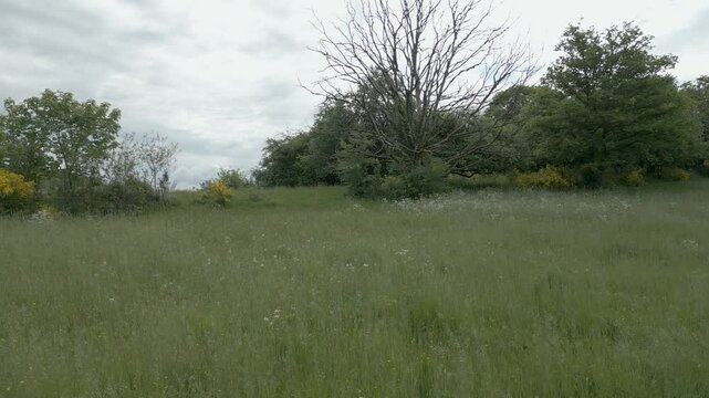 survol au raz des herbes d'une prairie d'altitude en direction d'un arbre mort