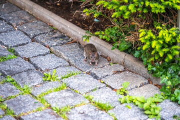 Ratte am Kopfsteinpflaster
