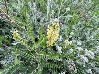 Astragalus canadensis flower and leaves in the field. Astragalus canadensis is a common and...