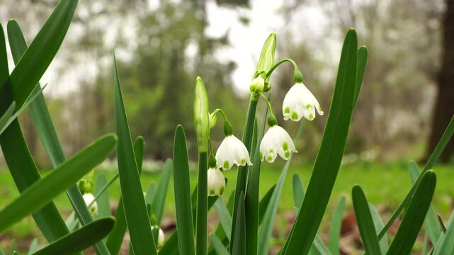 Caucasian flowers white-flowerbed Leucojum with white flowers and green leaves in early spring in the foothills of the Caucasus