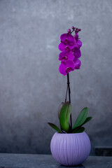 purple orchid in a pot