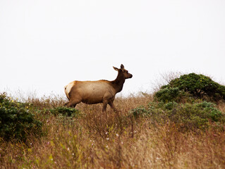 Lone Female Elk On Hill Top Point Reyes California