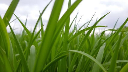 Obraz premium AI Generated Seamless Natural Background of Green Grass Texture, Perfect for Eco Designs, Landscaping, or Organic Projects