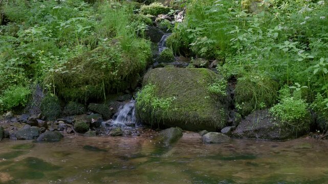 Petit ruisseau qui d&eacute;vale une pente pour se jeter dans une rivi&egrave;re en pleine for&ecirc;t