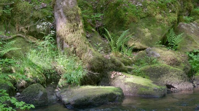 Rochers recouverts de mousse, foug&egrave;res et arbre au bord d'une rivi&egrave;re