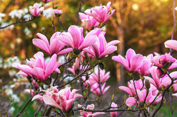 Fototapeta premium Background of pink magnolia flowers easily damaged by early spring frosts. Symbolic image of climate change.