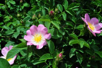 A close-up photo of a blooming rosehip.