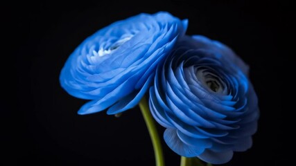 Timelapse of blue ranunculus bloom unfurling against a dark backdrop - Powered by Adobe