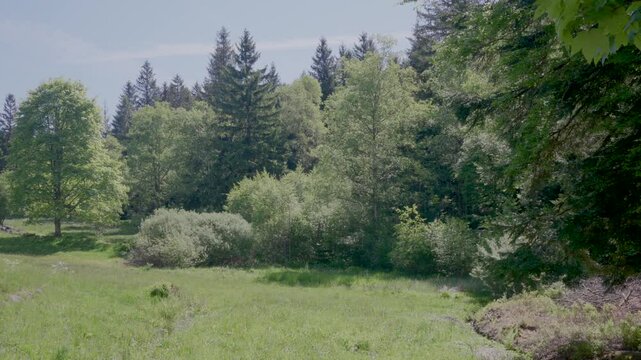 For&ecirc;t en bordure d'un pr&eacute; d'altitude dans les Vosges
