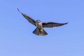 Prairie Falcon in flight