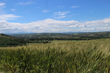Paesaggio con grano