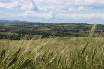 Paesaggio con grano