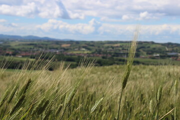 Paesaggio con grano
