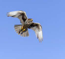 Prairie Falcon in flight