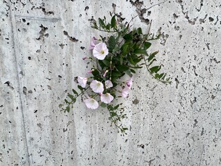 Convolvulus arvensis blooms pink and white on a wall. Field bindweed, include lesser, European...