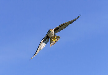 Prairie Falcon in flight