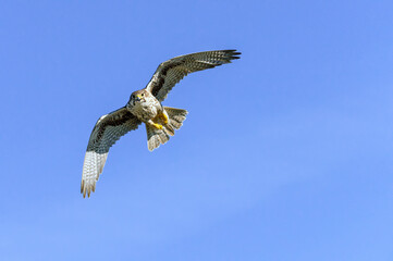 Prairie Falcon in flight