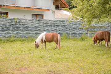 Pony grazing in a green pasture near a rustic house