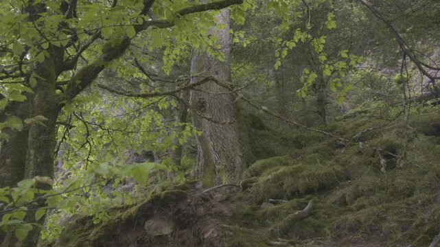 Vue d'un sous-bois forestier couvert de mousse dans les Vosges