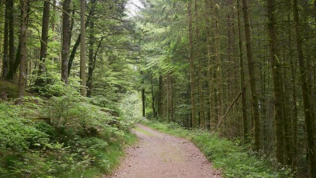 Chemin dans la for&ecirc;t sombre des Vosges