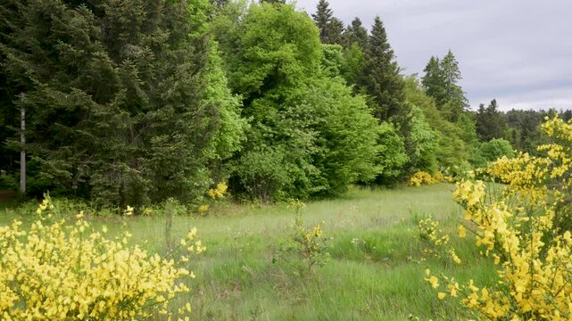 Lisi&egrave;re d'une for&ecirc;t d'altitude dans les Vosges au printemps