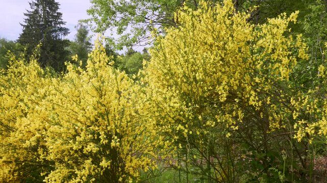 Buissons de genets en fleurs au printemps dans les Vosges