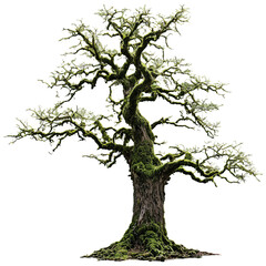 Obraz premium scary gnarled tree isolated on transparent background