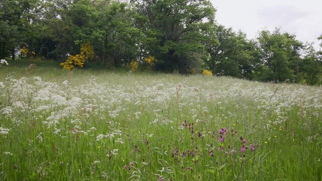 Prairie d'altitude au printemps, pleine de fleurs avec le son des grillons et des oiseaux
