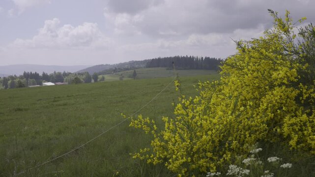 Genets et prairie d'altitude dans les Vosges