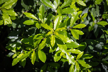 laurel tree. branches and new, fresh leaves.