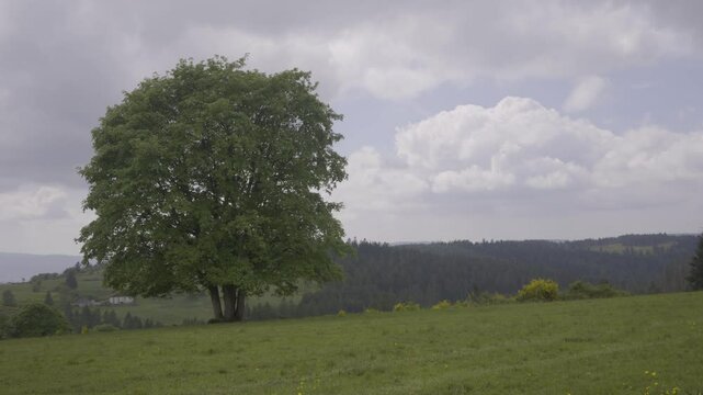 Erable au milieu d'une prairie d'altitude dans les montagnes des Vosges