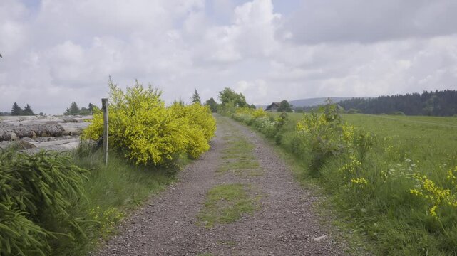 Chemin de randonn&eacute;e bord&eacute; de fleurs de printemps sur les hauteurs des monts des Vosges
