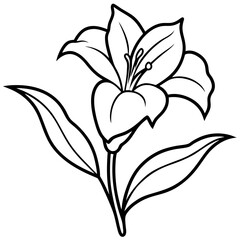 lily flower isolated on white background