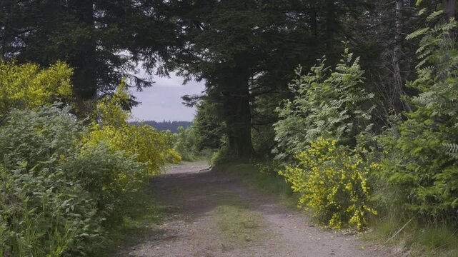 Chemin de randonn&eacute;e bord&eacute; de fleurs de printemps au milieu de la for&ecirc;t des Vosges