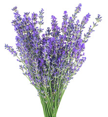 Bouquet of fresh lavender flowers isolated on a white background. Lavender flower sprigs. Medicinal plants.