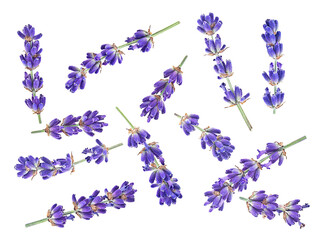 Fresh lavender flowers isolated on a white background, top view. Collection of lavender.