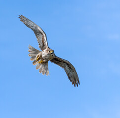 Prairie Falcon in flight