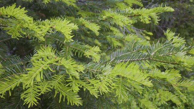 D&eacute;tail de pousses de printemps sur un jeune sapin des Vosges