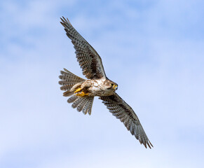 Prairie Falcon in flight