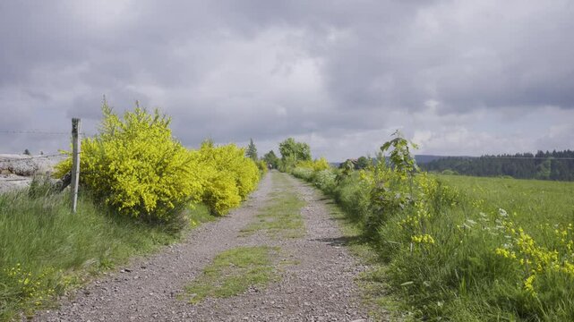 Chemin de randonn&eacute;e et genets de printemps en altitude dans les montagnes des Vosges sous un ciel gris