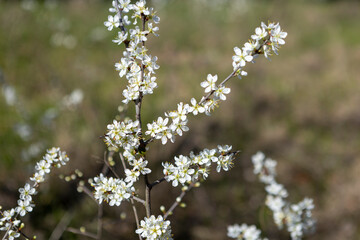 Beautiful blossom tree on a sunny spring day