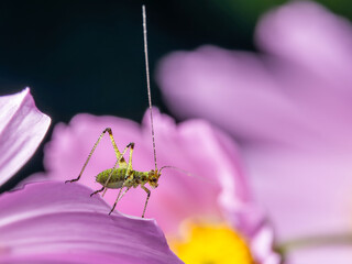 Phanéroptère méridional – Macro sur fleur