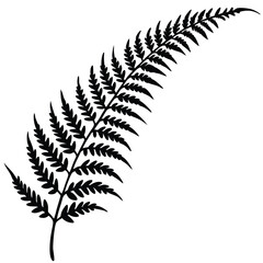 fern leaves isolated on white