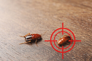 Cockroaches and red target symbol on wooden surface. Pest control