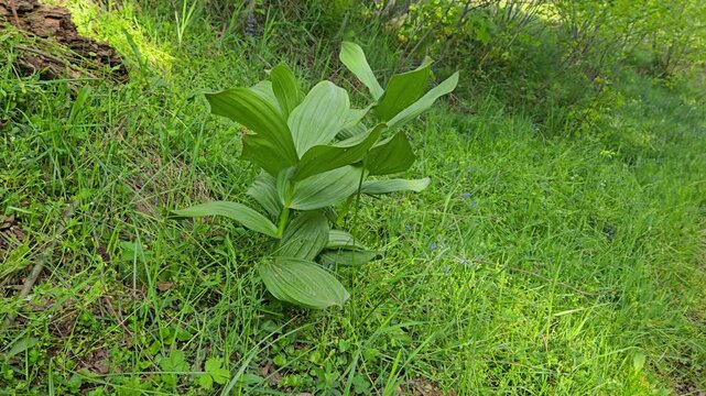 False Helleborine in natural ambient, protoveratrin (Veratrum album) - (4K)