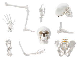 Parts of artificial human skeleton model isolated on white, set