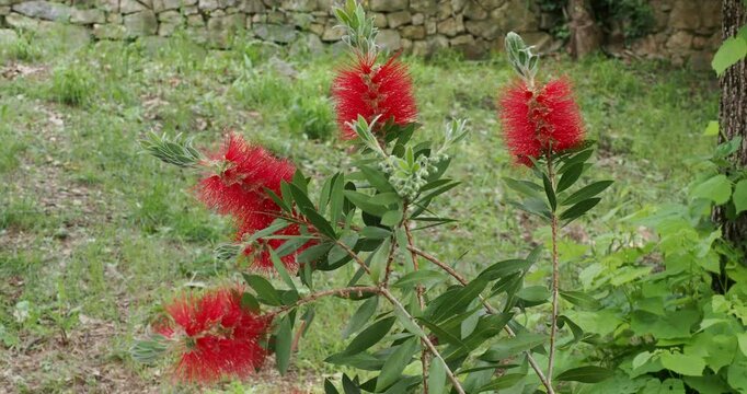 Callistemon citrinus 'Splendens' or crimson bottlebrush shrub bearing bright red flowers spikes  on shoot tips of fine arching branches clothed with narrow pointed green leaves