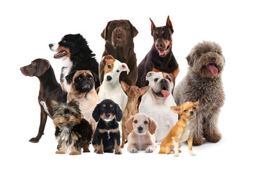 Group of cute dogs on white background
