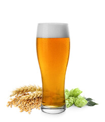 Fresh beer in glass with hop flowers and ears of wheat on white background