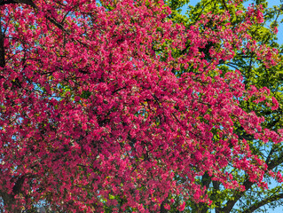 red leaf ornamental flowering apple tree